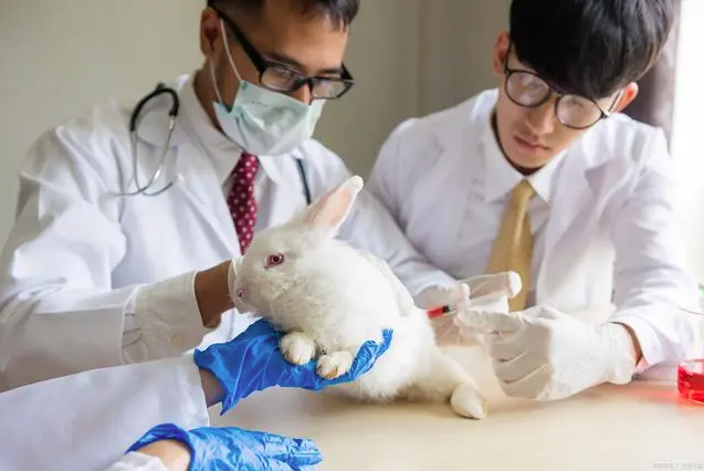 醫(yī)療器械大動物實驗：解密臨床前驗證的關鍵步驟