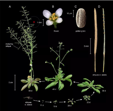 經(jīng)典的模式生物都有哪些？大腸桿菌、擬南芥、近交系小鼠、果蠅