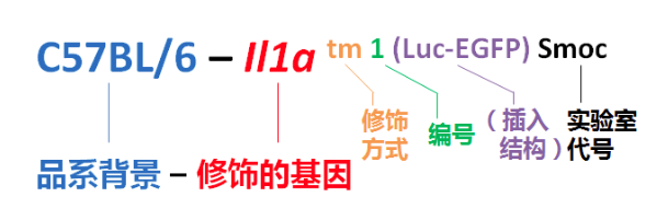 【小鼠大學問】基因工程小鼠的命名規(guī)則