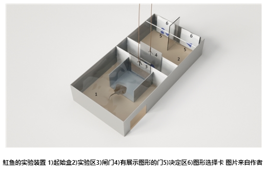 魚的算術(shù)能力堪比無脊椎動物