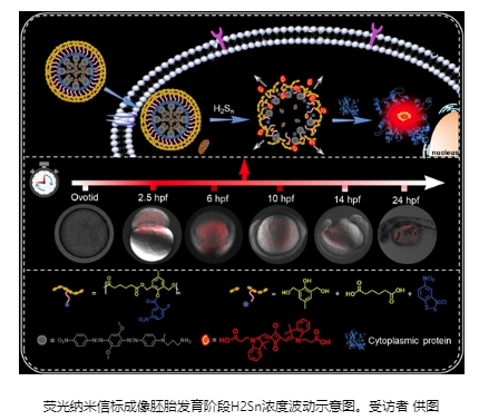 長沙理工大學(xué)和湖南師范大學(xué)： 斑馬魚實驗揭示內(nèi)源性多硫化氫在胚胎發(fā)育階段濃度變化