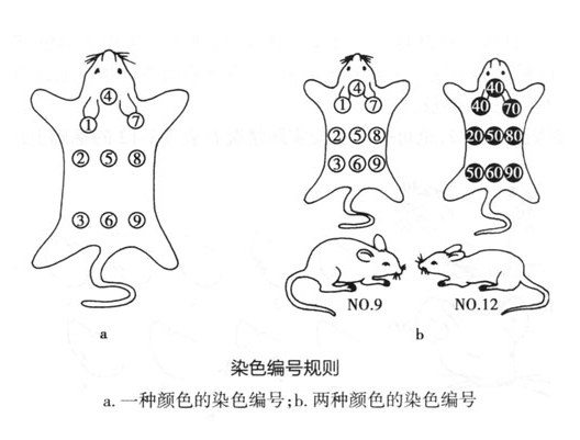 實(shí)驗(yàn)動(dòng)物的個(gè)體標(biāo)識(shí)技術(shù)-江蘇網(wǎng)站制作
