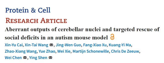 Protein&Cell：沈穎團隊發(fā)現(xiàn)孤獨癥小鼠小腦功能性投射改變對社交行為的影響-江蘇網(wǎng)站制作